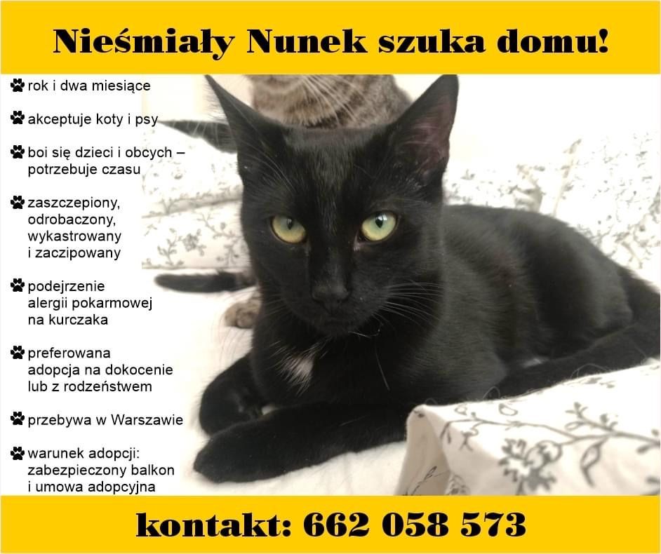 Kocie dziecko szuka domu- nieśmiały Nunek Warszawa