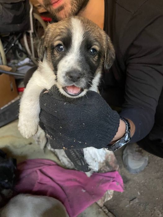 Віддамо в добрі руки цуценят знайдених в лісі