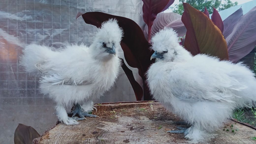 Китайська шовкова кури курчата інкубаційне яйце