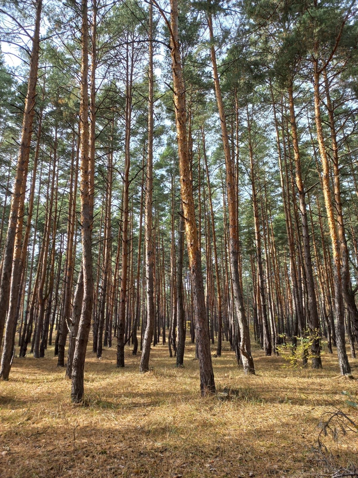 Оренда будинку з Чаном біля озера, Обухівка Дніпро