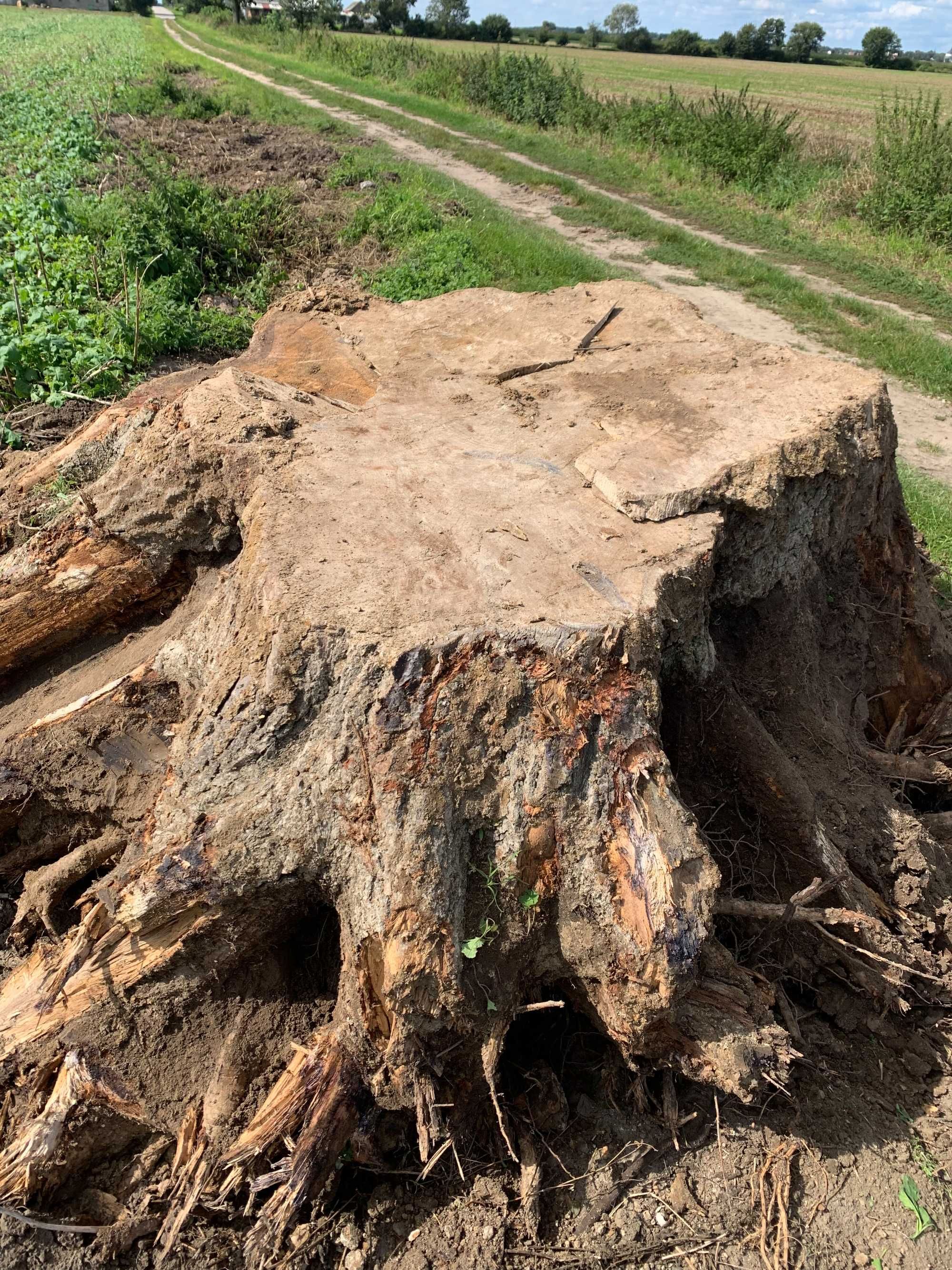 pinek, pień,  korzeń, dąb