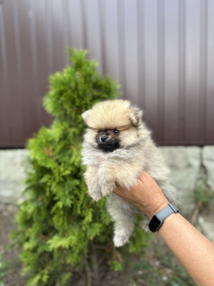 Міні хлопчик шпіц