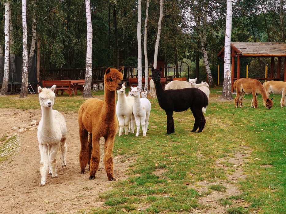 Alpaki,alpaka samczyk