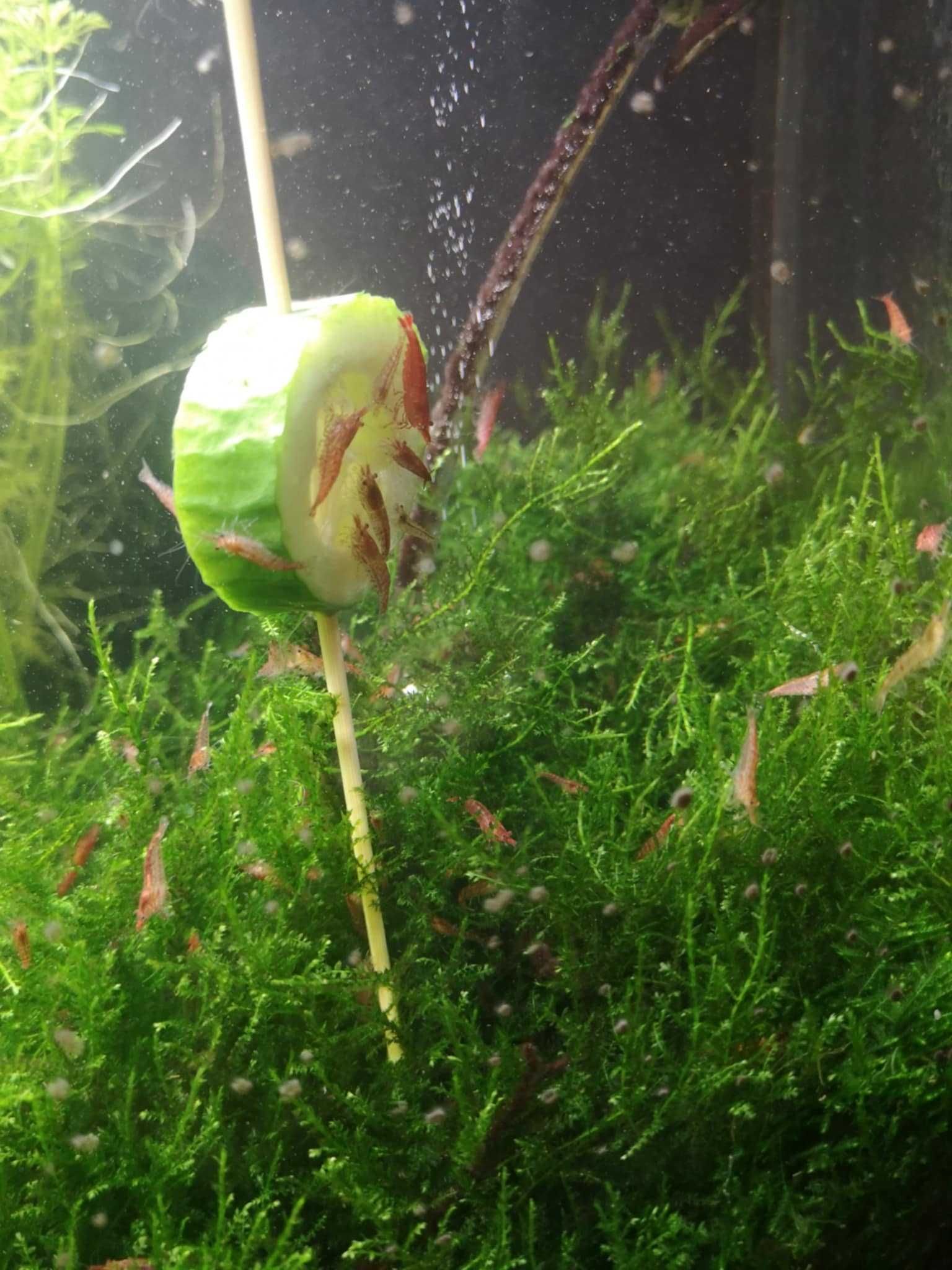 Krewetki Red Cherry + 2 rodzaje mchu