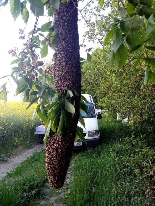 Miód lipowy, rzepakowy i inne miody z własnej pasieki