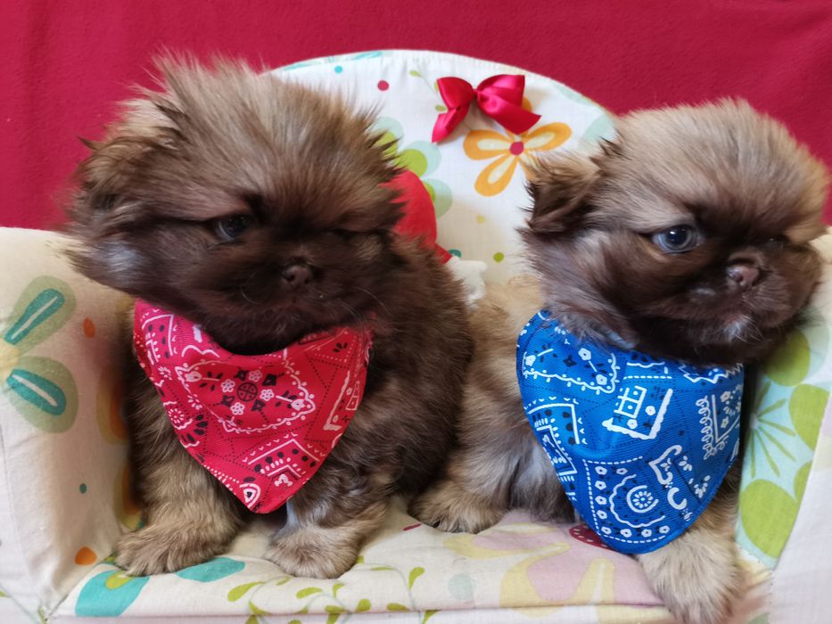 Pekińczyk Pekińczyki Tricolor Nie Shih Tzu