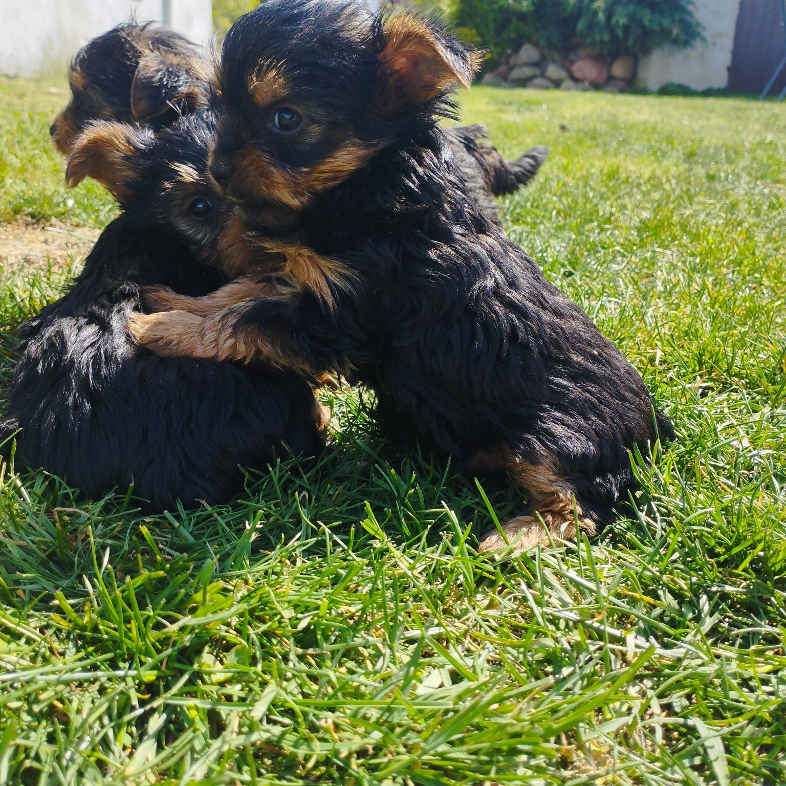 Yorkshire Terrier