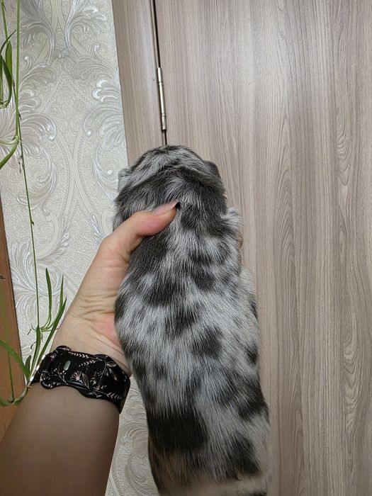 Красуня дівчинка з геном флаффі