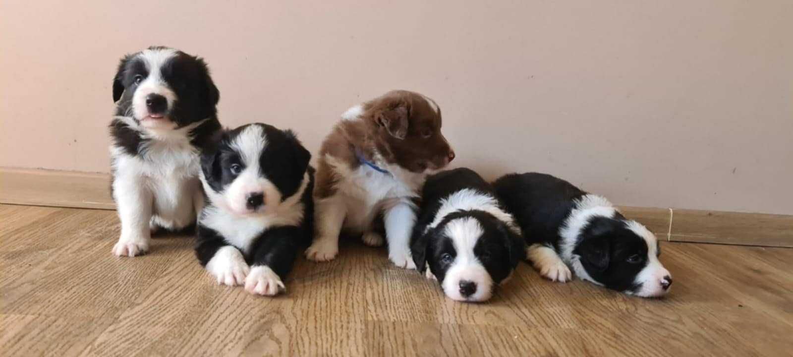 Szczeniak Border Collie