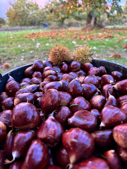 Vendo castanhas transmontanas