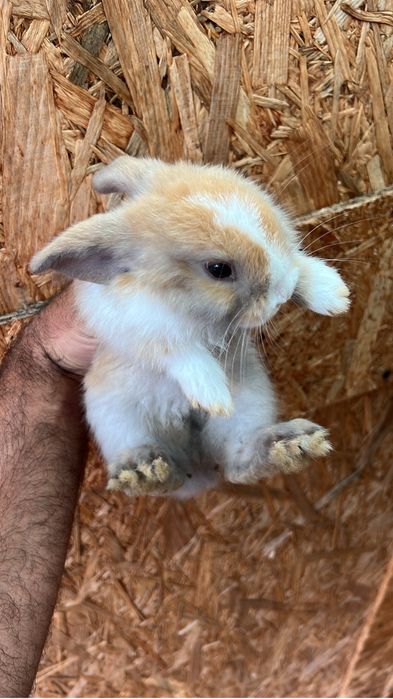 Coelhos anão mini loop Orelhudo e mini Lion.