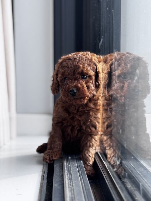 Pudel Toy - piesek Red ;)