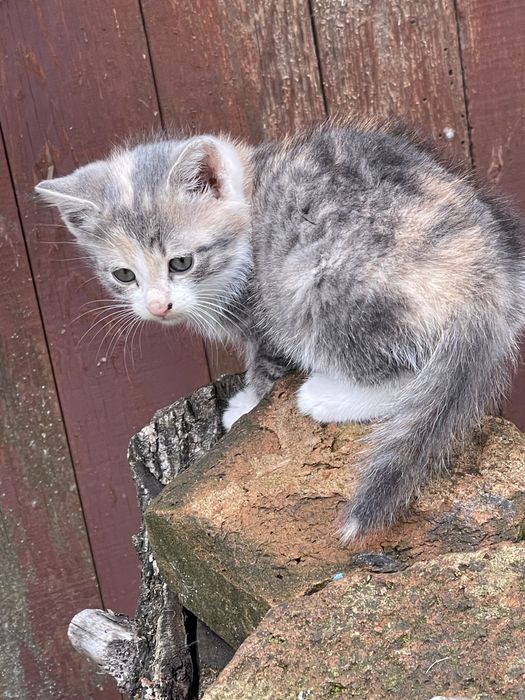 Отдадим в хорошие руки котят