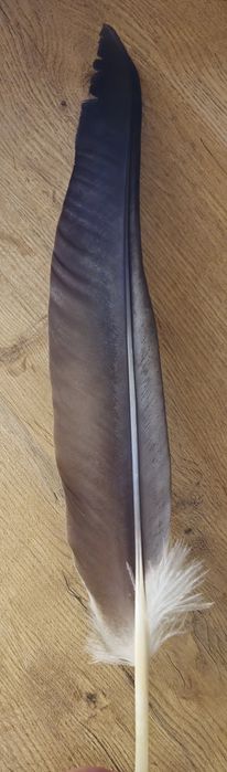 Piórko do kapelusza góralskiego