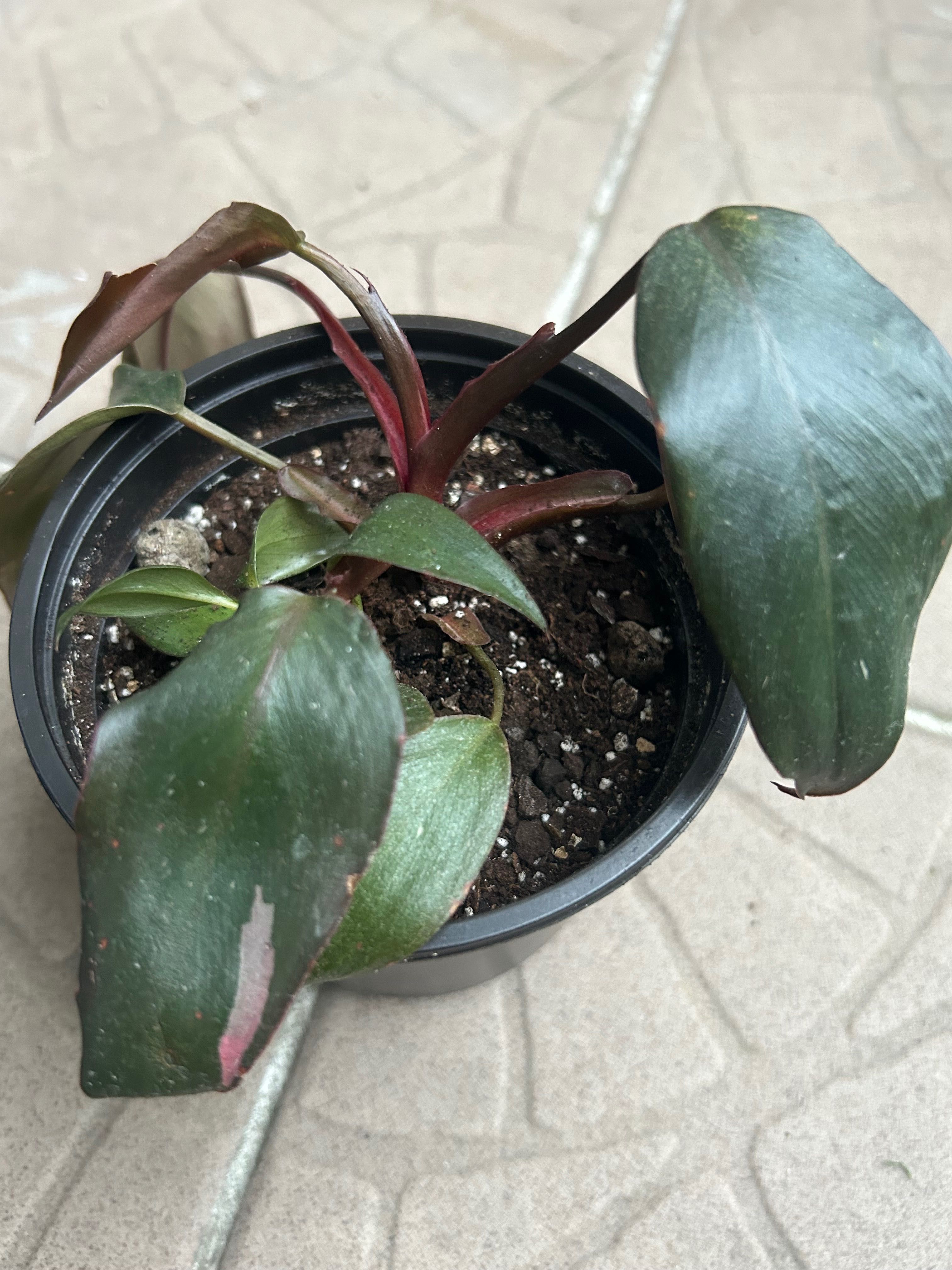 Philodendron Pink Princess Filodendron