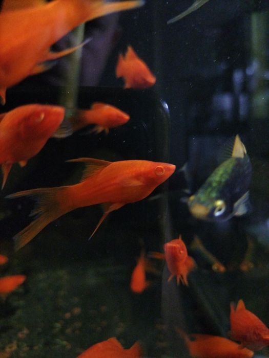 Albino Red standard, delta, lira/welon