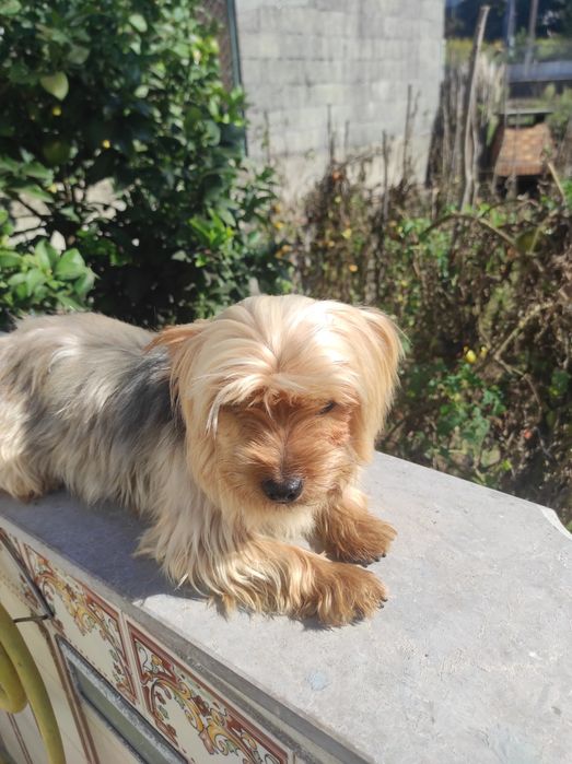 Yorkshire terrier