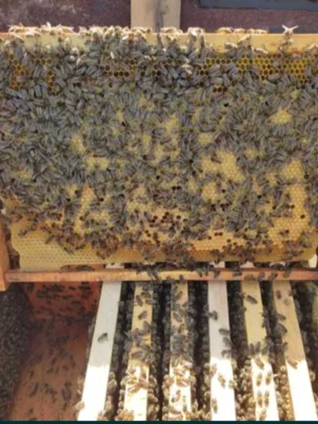 Бджолопакети з пасіки