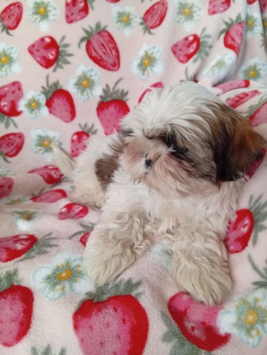 Shih tzu  sunia  śliczna
