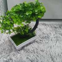 Drzewko Bonsai w dobrej cenie
