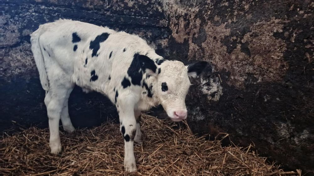 Sprzedam 5 cielaków