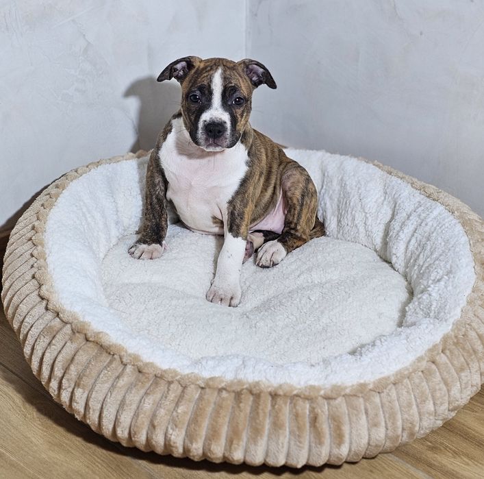 Amstaff piesek pregowany