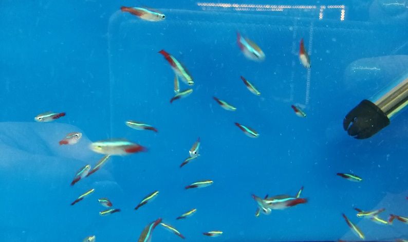 Neon INNESA ryby akwariowe GREMI Białystok