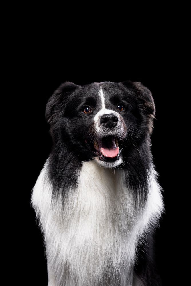 Border collie- ZKwP/FCI