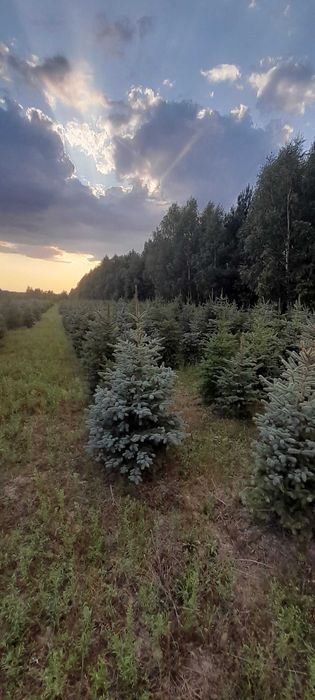 Choinki żywe świerk srebrny pospolity serbski