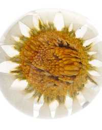 Anel transparente com flor da Asos - Novo