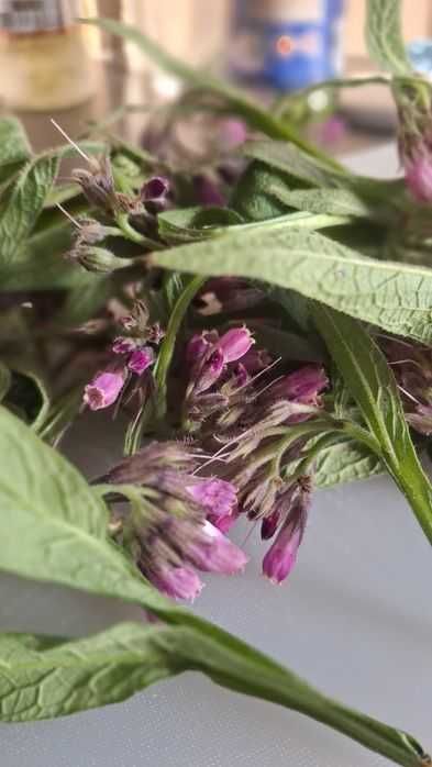 Maść z żywokostu na stawy, kości, bóle