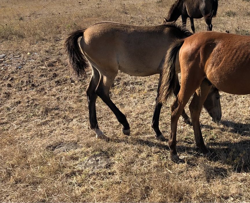 Cavalo lusitano puro