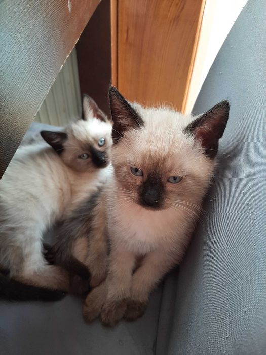 mały kotek  na kolanka