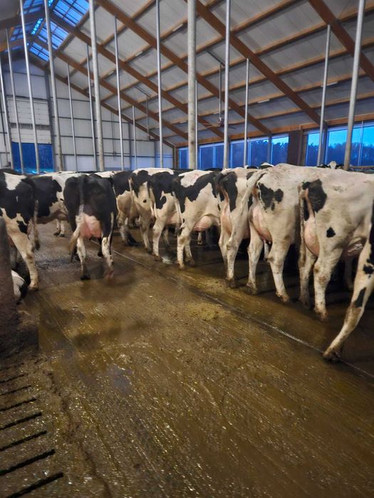 Sprzedam krowy mleczne