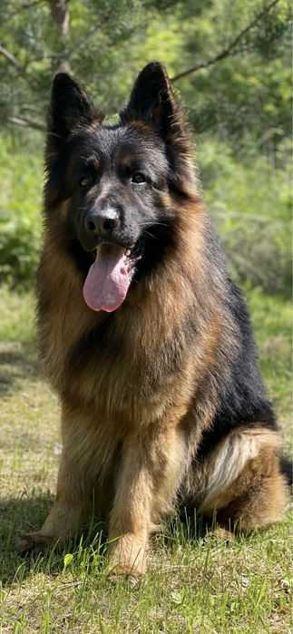 Кобель німецької вівчарки для вʼязки