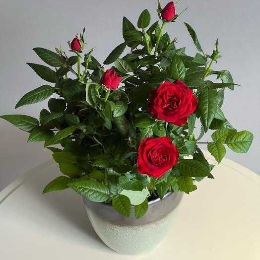 Роза комнатная. Саженцы роз