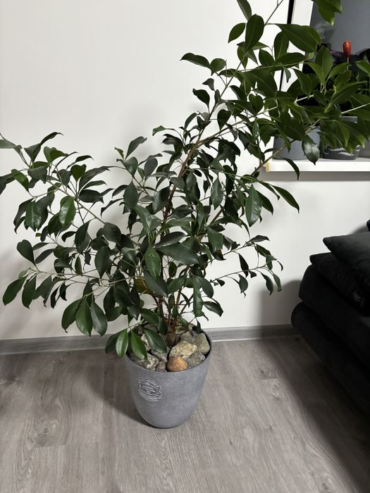 Ficus benjamina z dolniczką