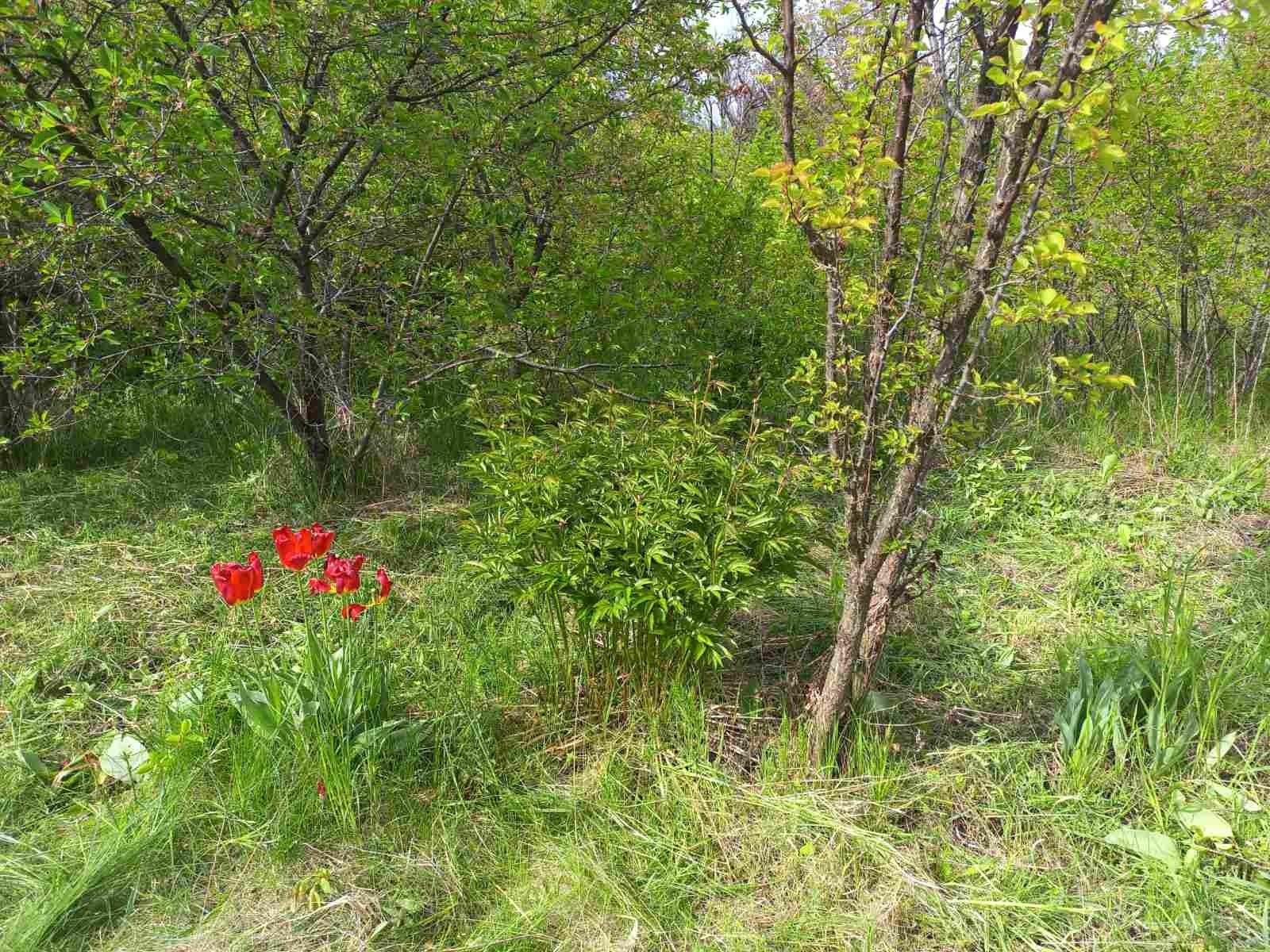 Дачна ділянка на Вороніна