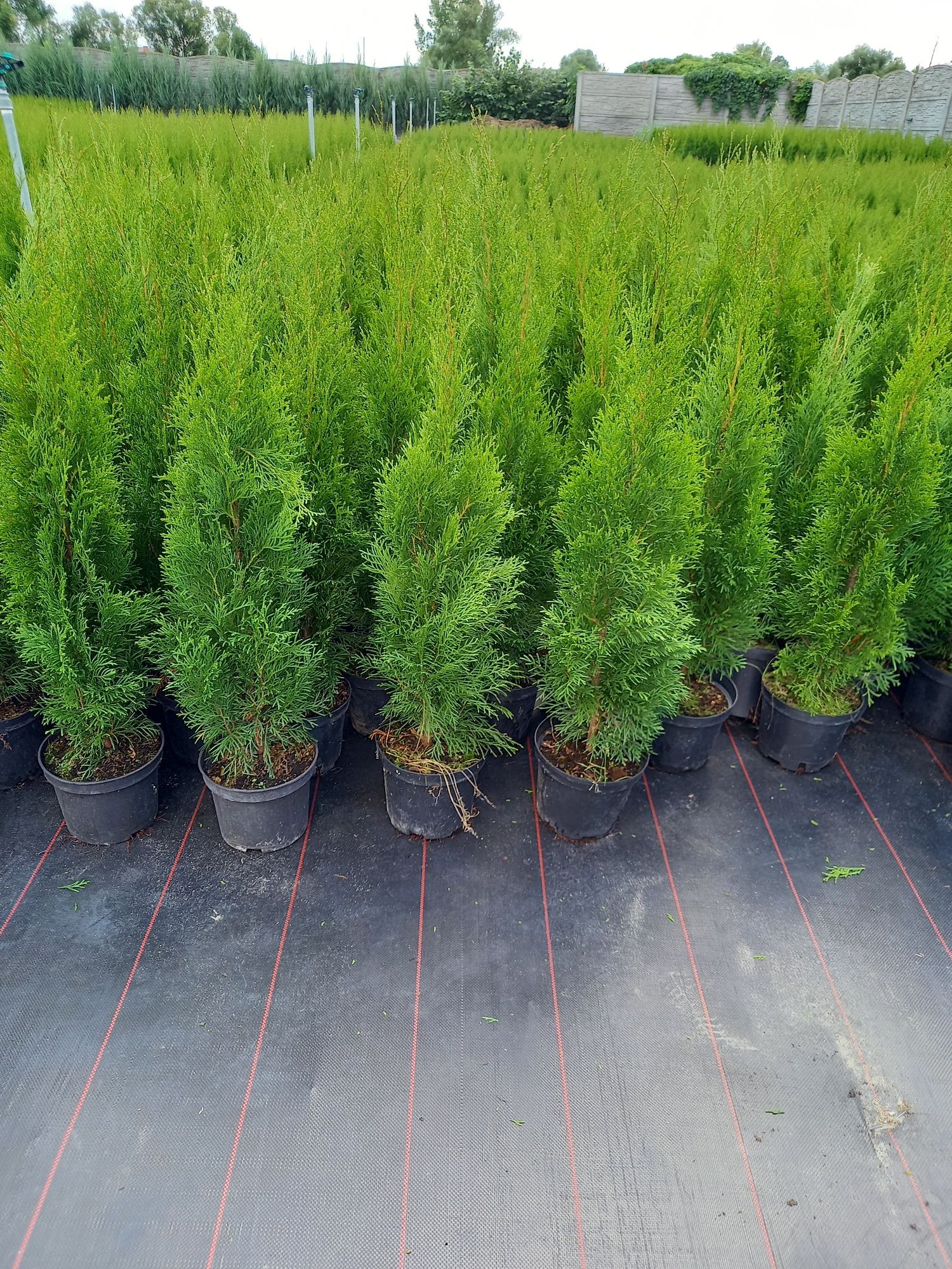Tuja szmaragd 105 cm.PRODUCENT PLESZEW