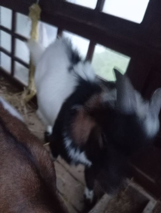 Vendo casal de cabras Anãs