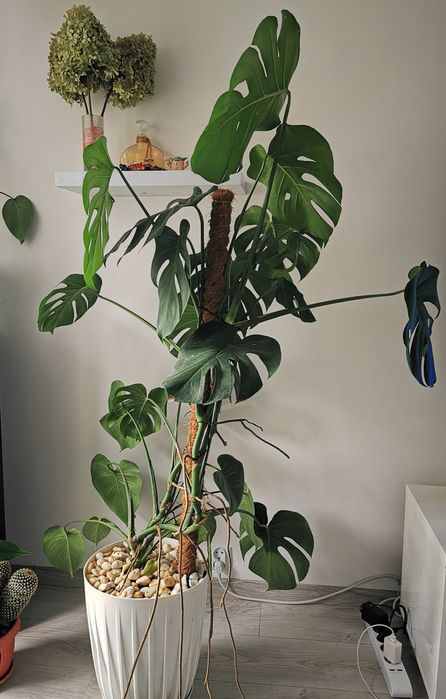 Monstera duza 150cm