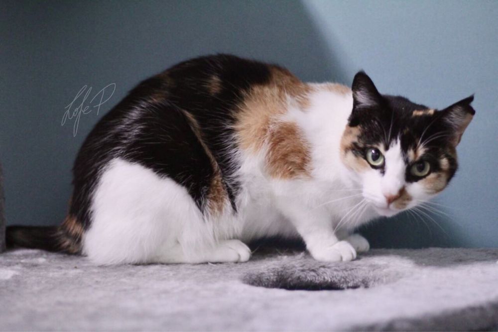 Kochana, niezwykle delikatna i spokojna Tonya PILNIE szuka domu!