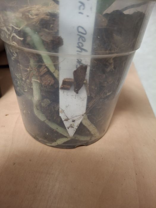 Орхідея Мікі Орхідс KS Balm