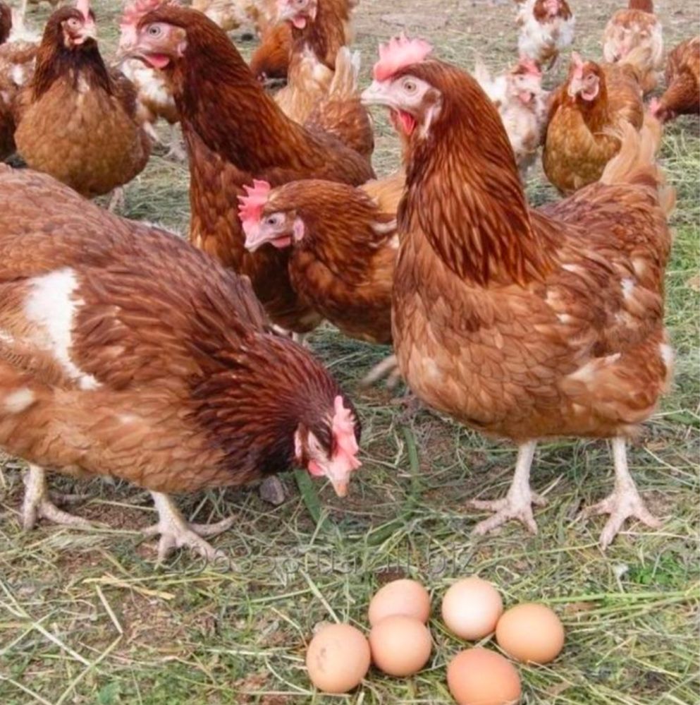 продаємо куриць несучих гарні