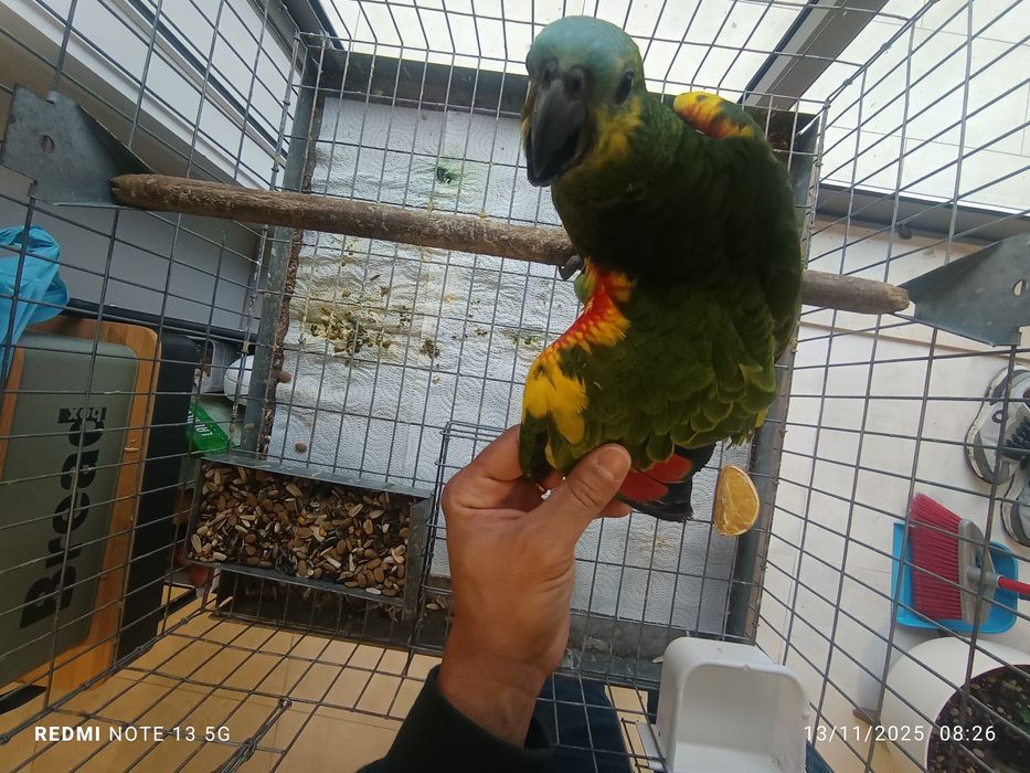 Aestiva para acabar de criar a mão