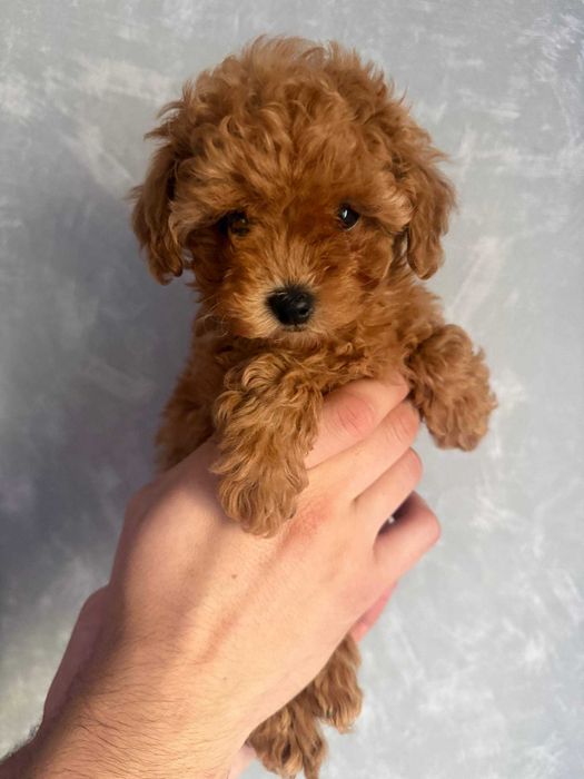 Toy Caniche Mini Femea Micro Menina Disponível