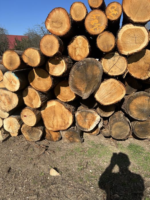 Dąb  tartaczny proste kłody o dlugosci 2,4 m