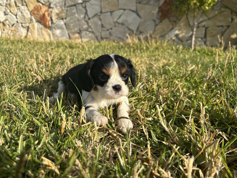 Cavalier King Charles