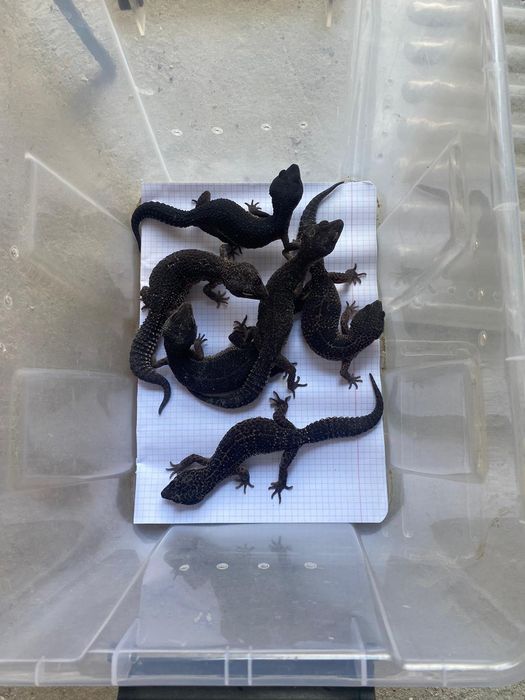 Gekon lamparci Black night