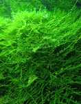 Mech akwariowy akwarium Java Moss Tajwan Tajwan Moss kępka